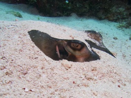 Southern Stingray IMG 6394